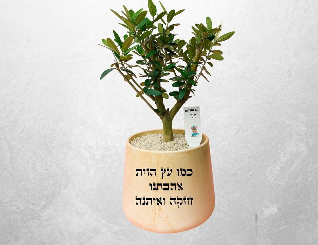 עץ זית גדול בכלי קרמיקה וכיתוב
