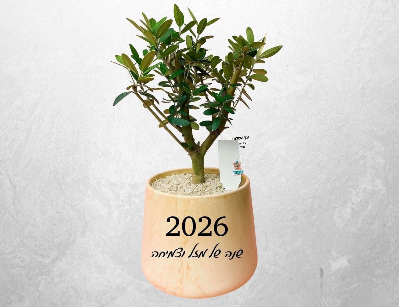 עץ זית גדול בכלי קרמיקה וכיתוב