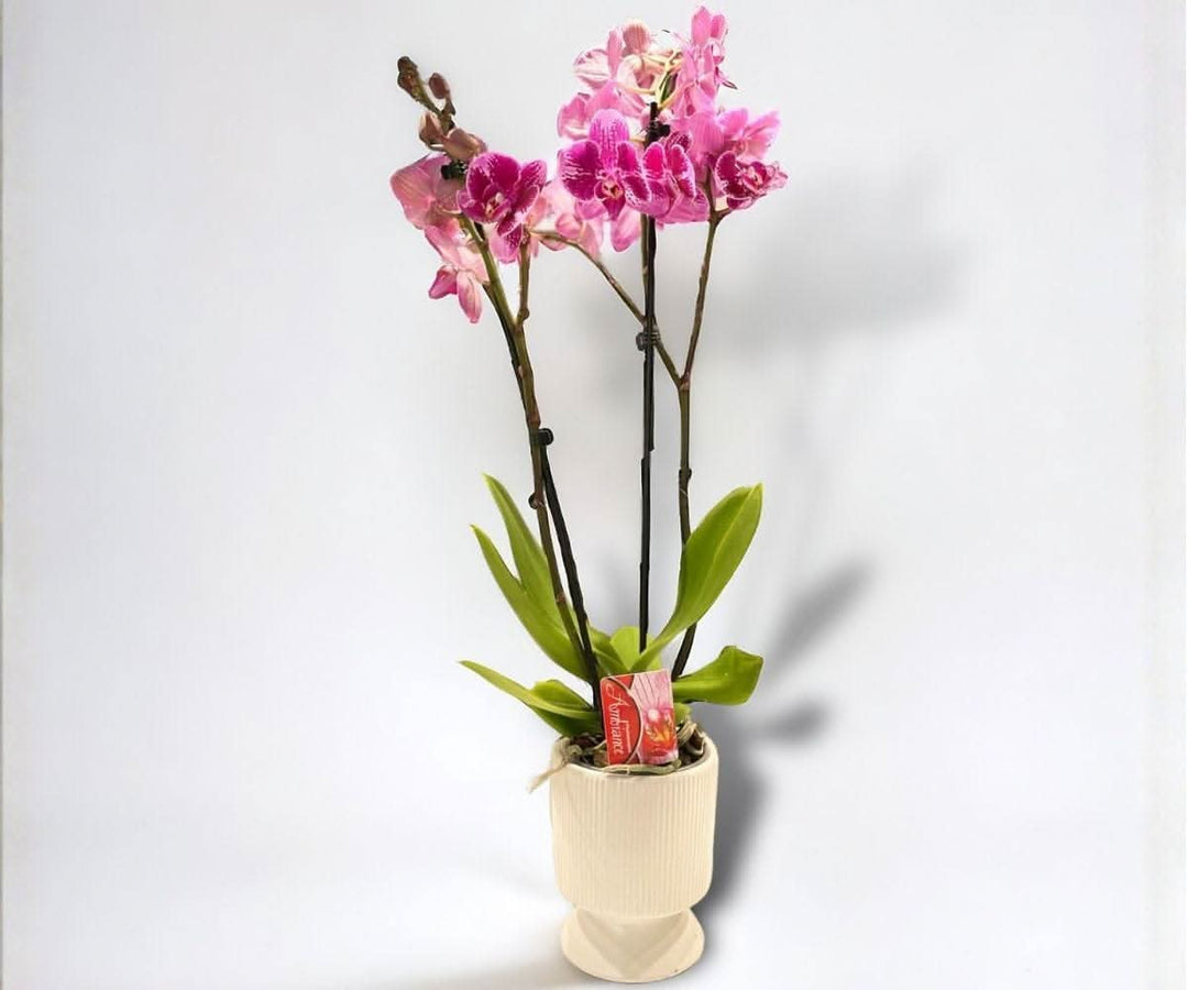 סחלב הולנדי בכלי