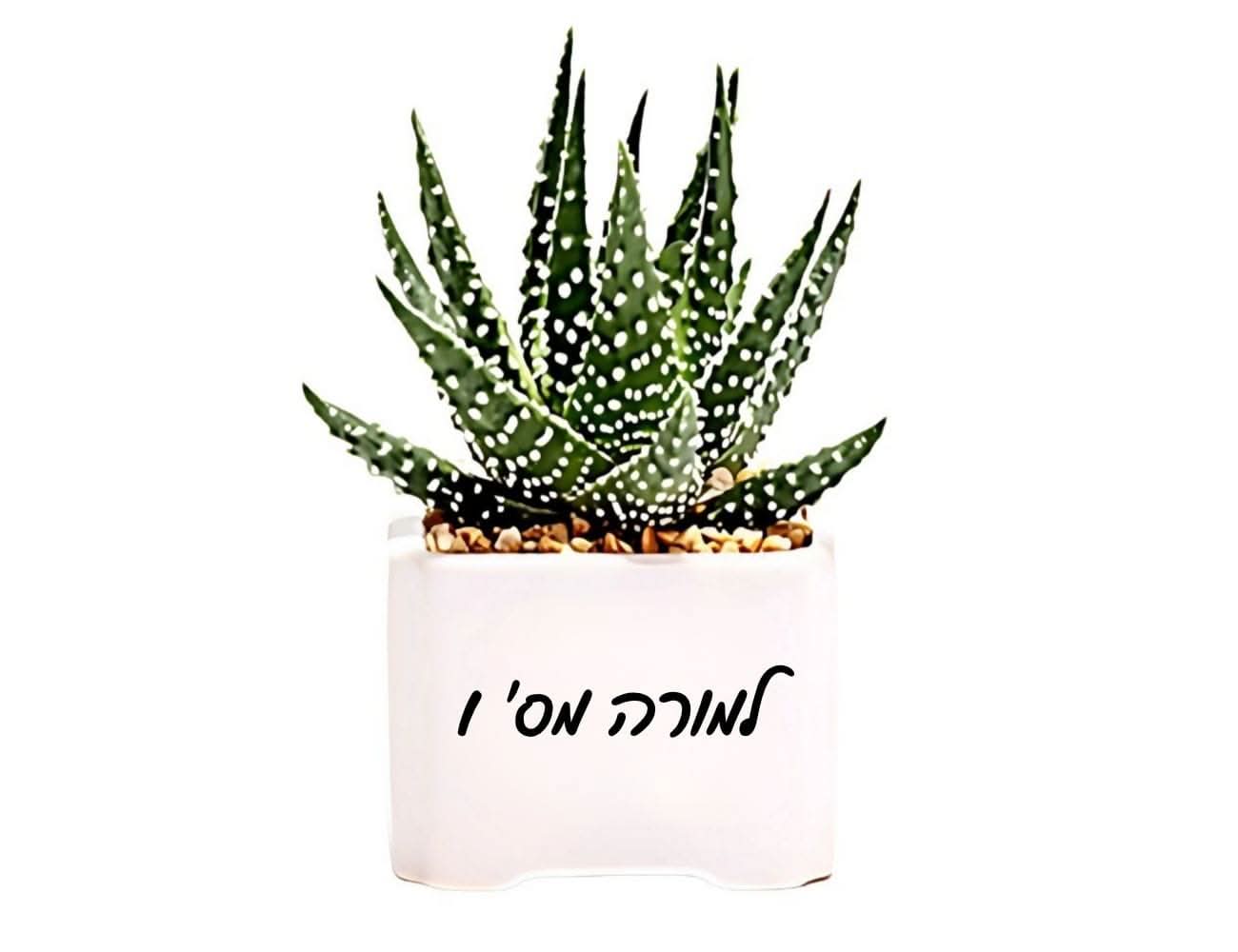 עציץ הישראליות