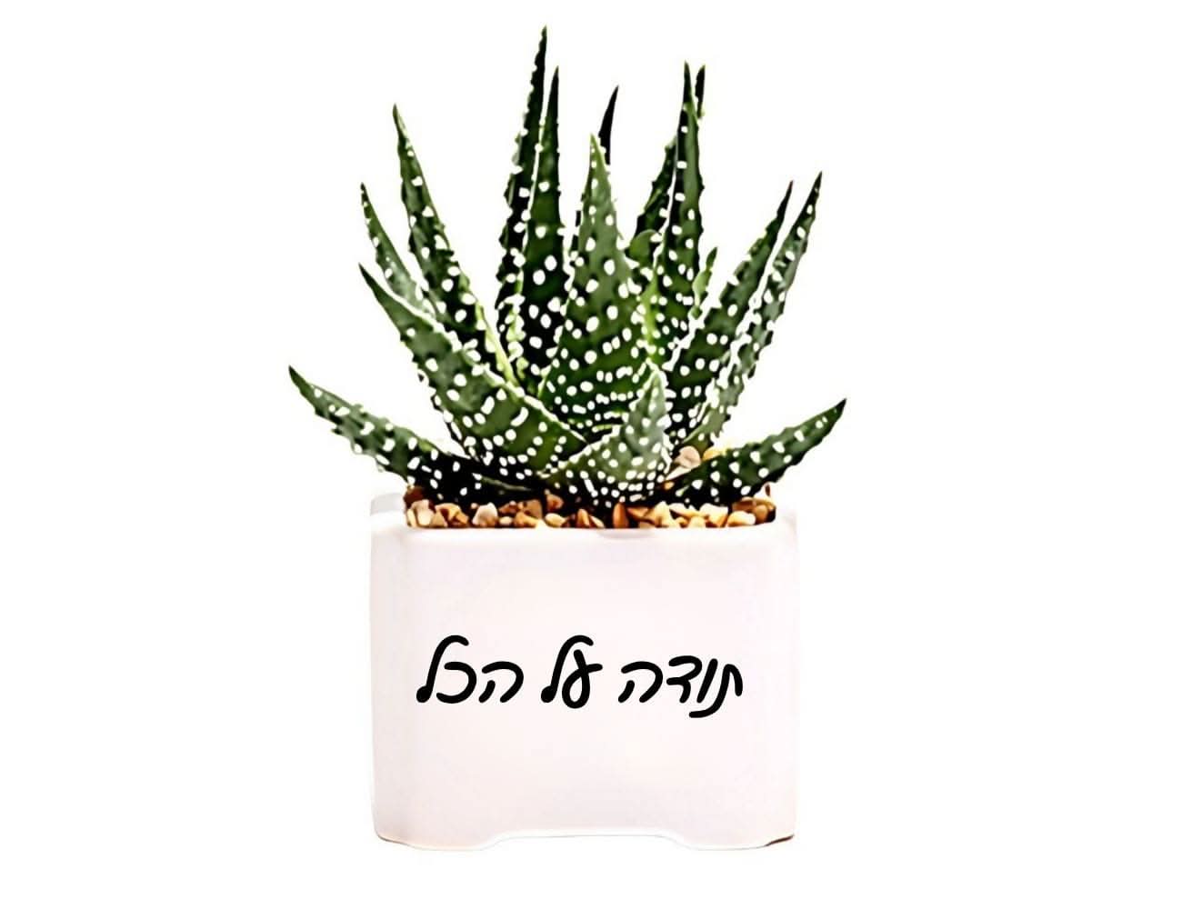 עציץ הישראליות