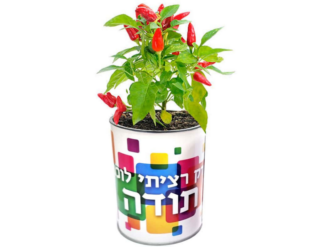 צמח במיוחד בשבילך - הסוד מתנות
