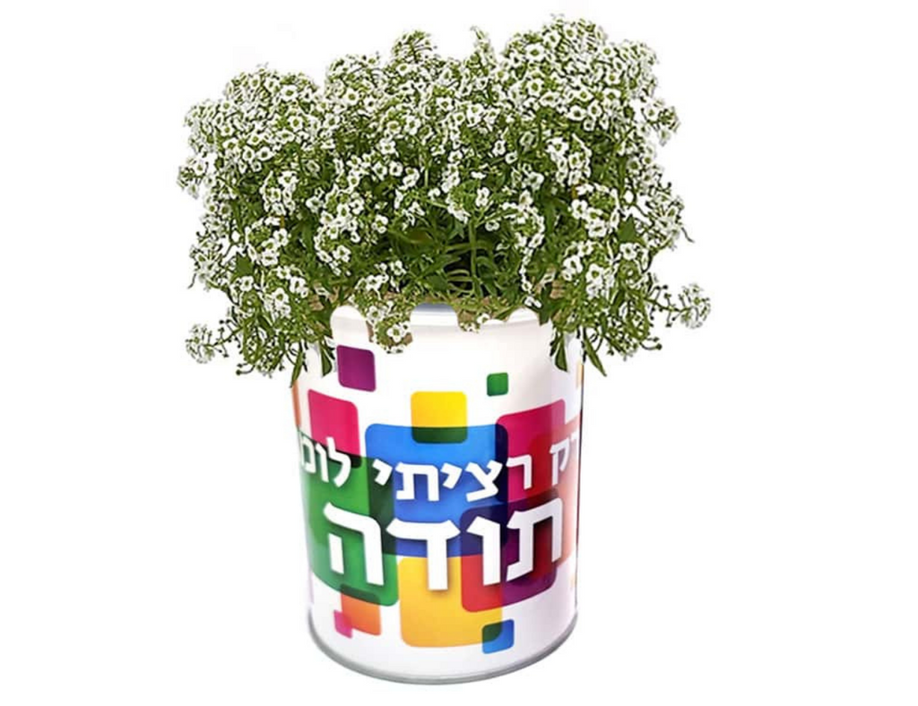 צמח במיוחד בשבילך - הסוד מתנות