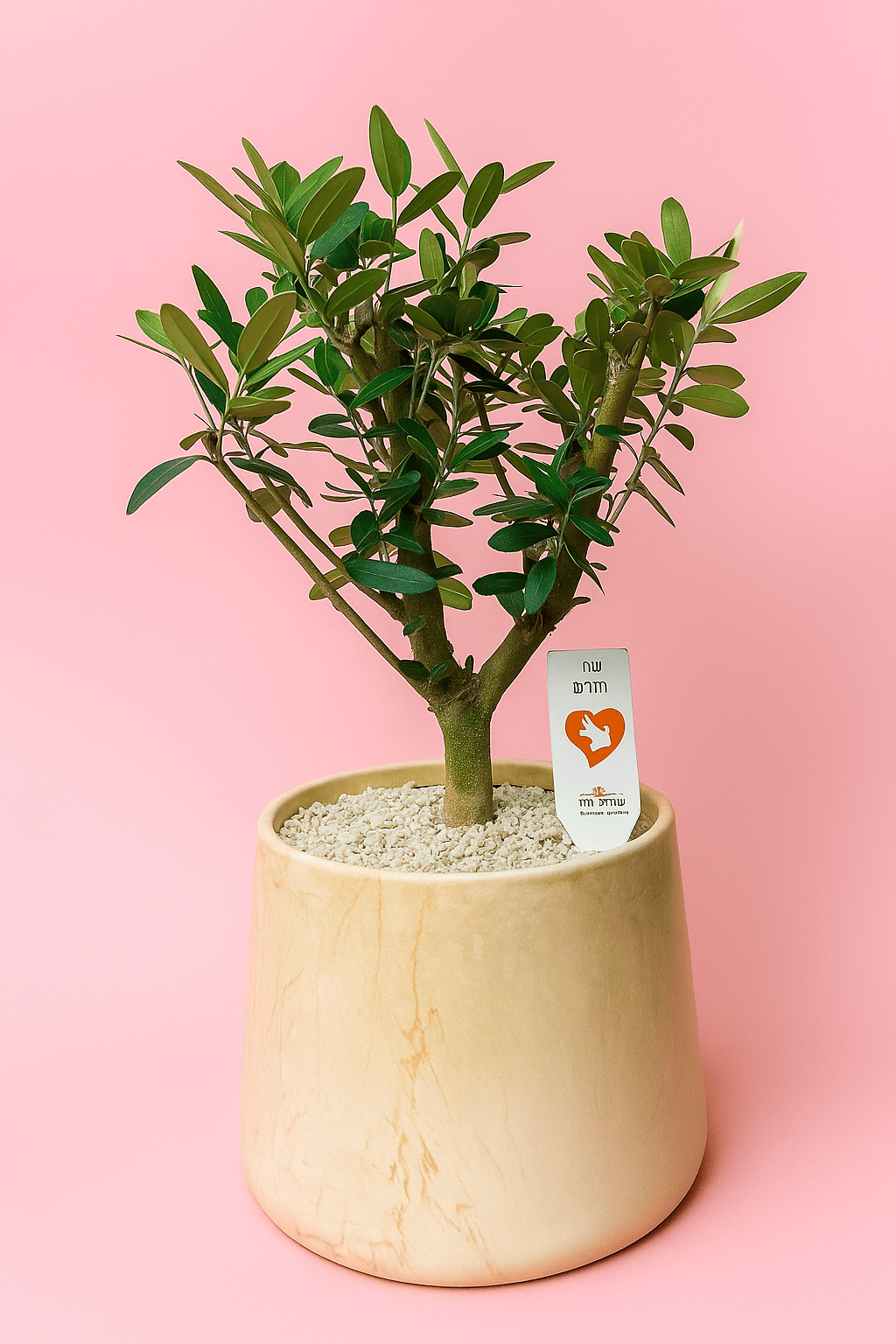 עץ זית גדול בכלי קרמיקה וכיתוב