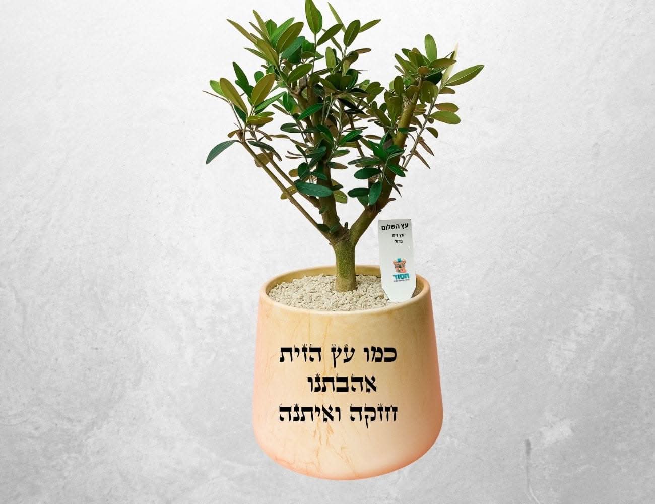 עץ זית שלום - Image 4