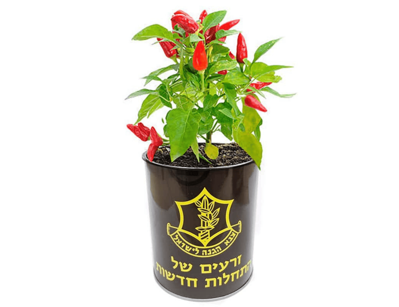 צמח התחלות חדשות - Image 3