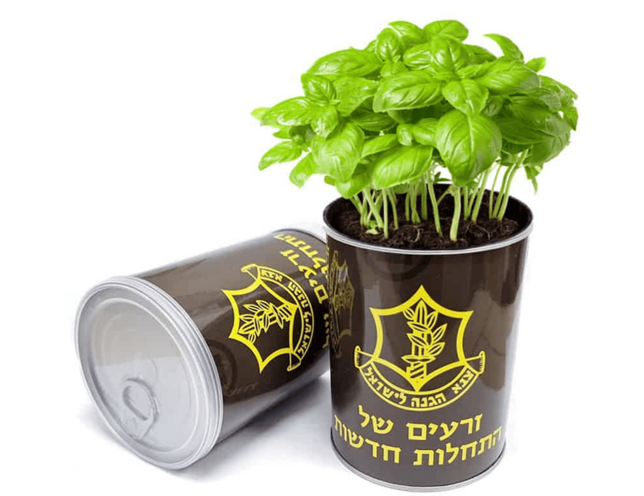 צמח התחלות חדשות - Image 2