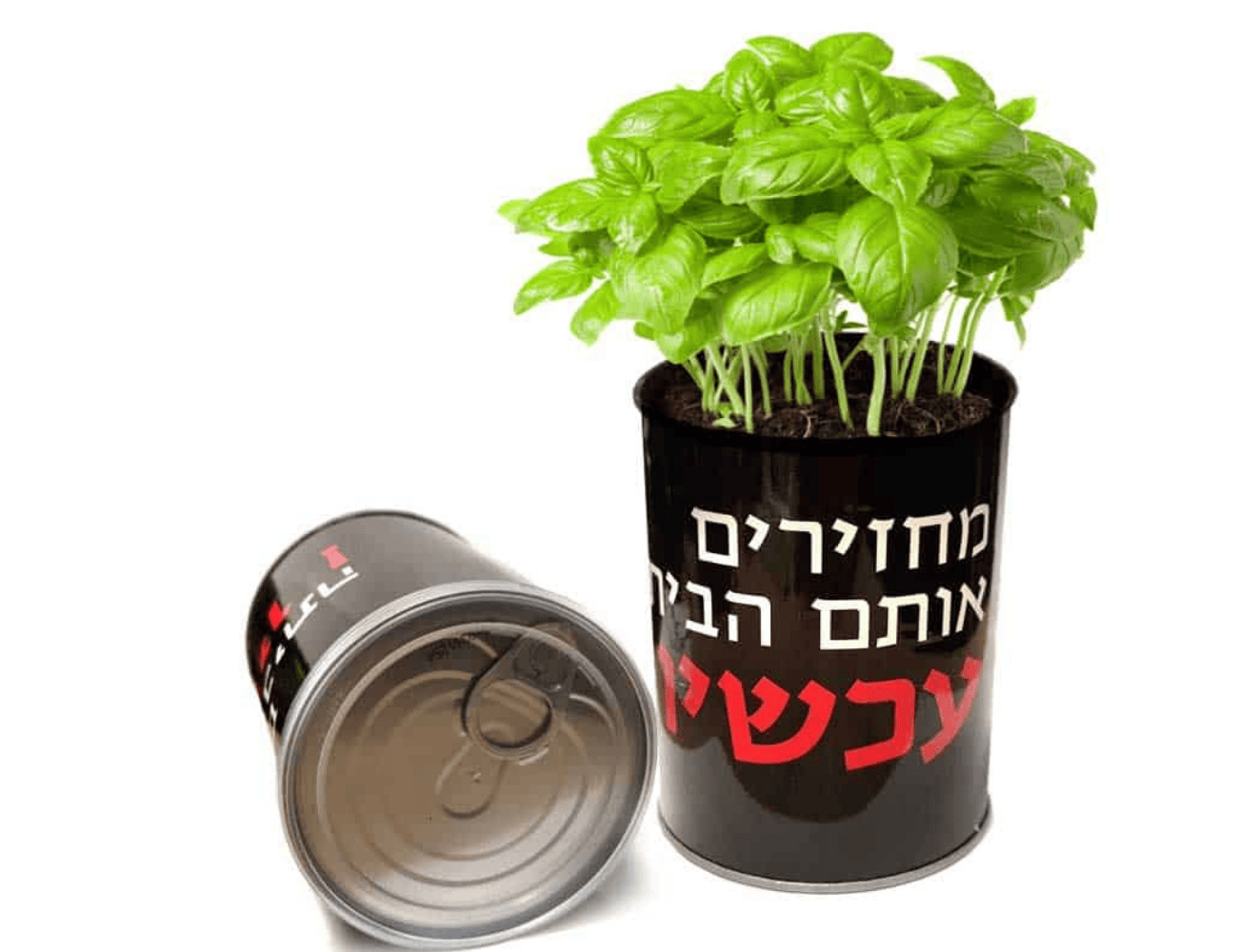 צמח מחזירים אותם הביתה