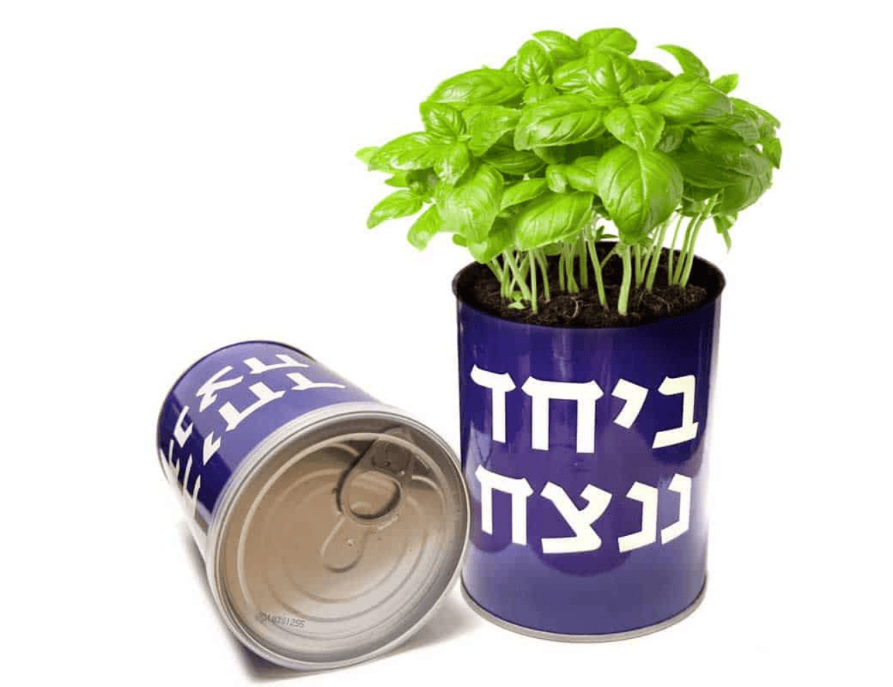 צמח ביחד ננצח