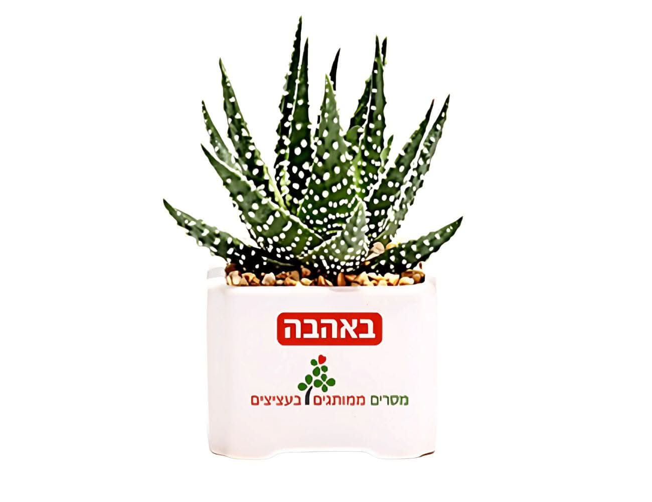 עציץ הישראליות - Image 3