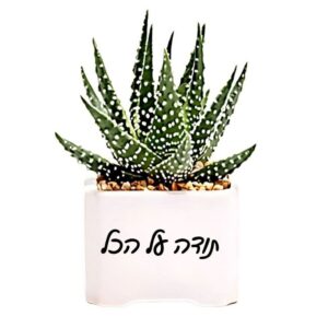עציץ הישראליות