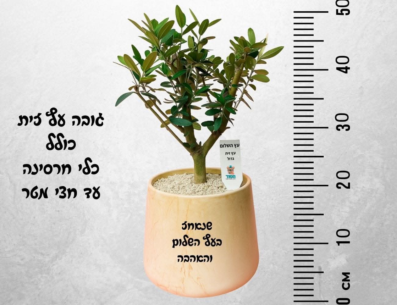 עץ זית שלום - Image 2