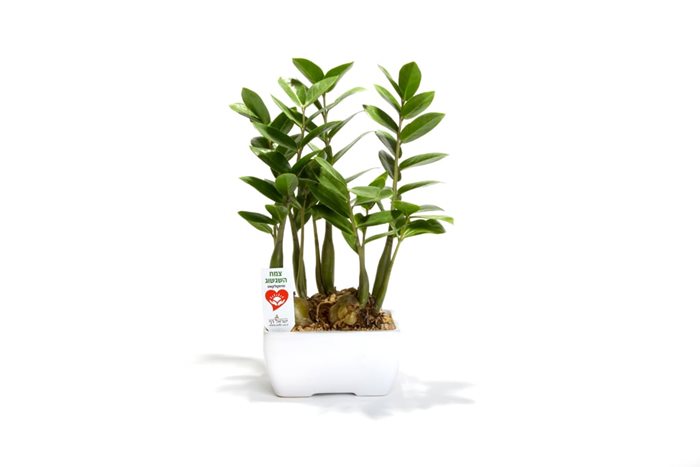 עץ השגשוג בעציץ קרמי בסיס 10x14 סמ