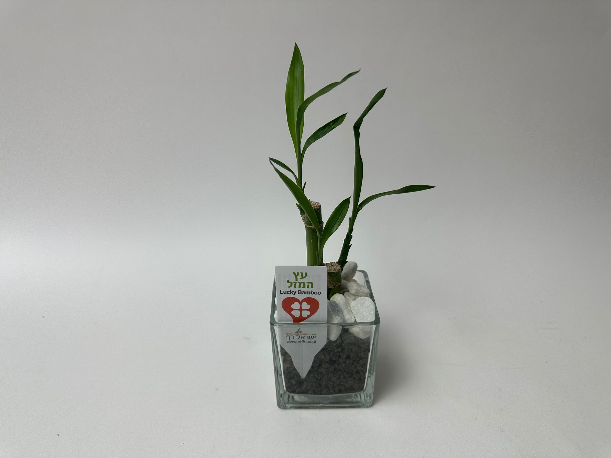 עץ המזל - Image 6